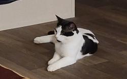 Lost Male Cat last seen Moss hill rd, Vernon, FL 32462