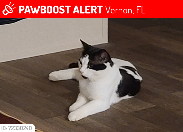 Lost Male Cat last seen Moss hill rd, Vernon, FL 32462
