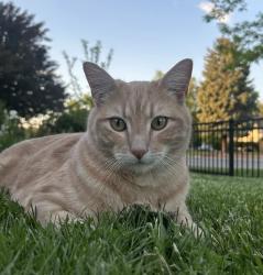 Lost Male Cat last seen Smiths on 600 N. , Salt Lake City, UT 84116