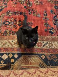 Lost Male Cat last seen Moscow mills, Foristell, MO 63348