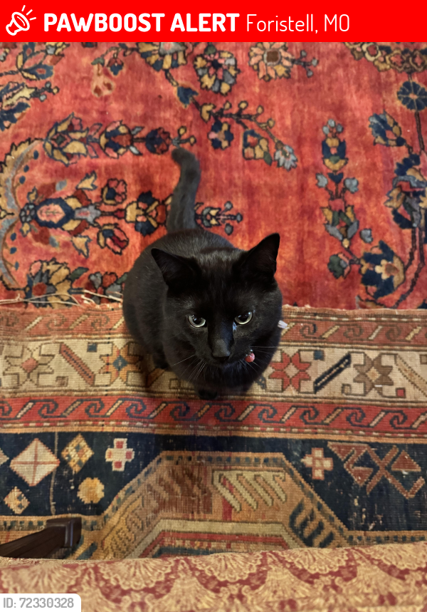 Lost Male Cat last seen Moscow mills, Foristell, MO 63348