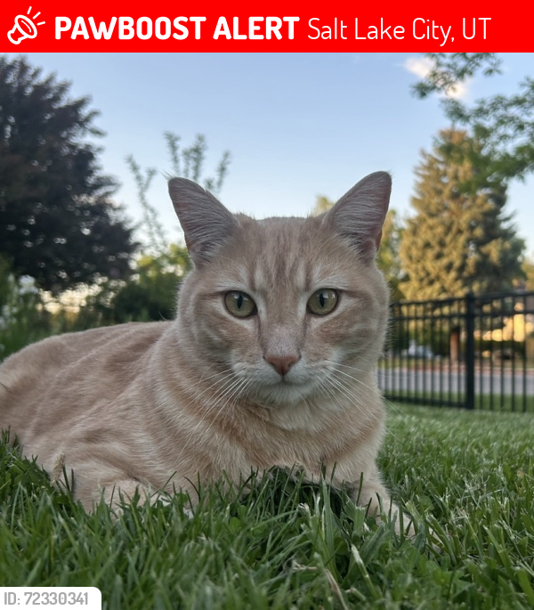 Lost Male Cat last seen Smiths on 600 N. , Salt Lake City, UT 84116