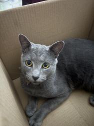 Lost Male Cat last seen Napier street ,Parramatta , Parramatta, NSW 2150