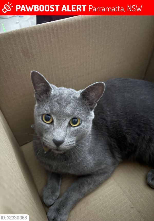 Lost Male Cat last seen Napier street ,Parramatta , Parramatta, NSW 2150