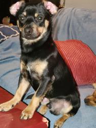 Lost Male Dog last seen Near Kingsbranch dr, Stokesdale, NC 27357