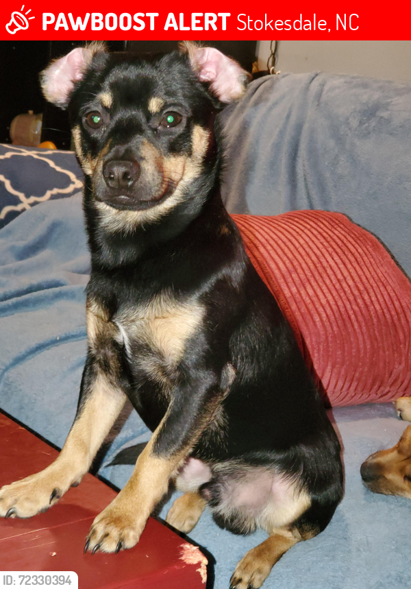 Lost Male Dog last seen Near Kingsbranch dr, Stokesdale, NC 27357