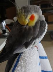 Lost Male Bird last seen Belcher and belleair, Clearwater, FL 33764
