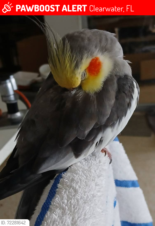 Lost Male Bird last seen Belcher and belleair, Clearwater, FL 33764