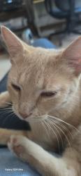 Lost Female Cat last seen 96th Ave NE and Arrowhead Drive, Norman, OK, Norman, OK 73026
