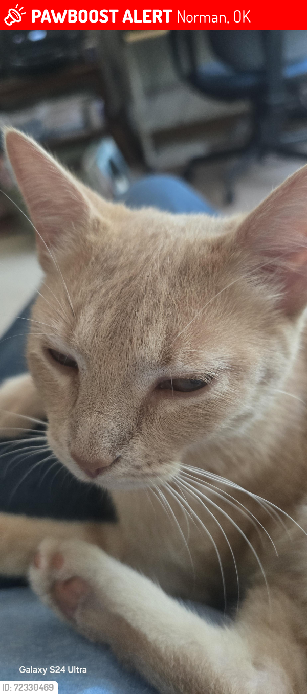Lost Female Cat last seen 96th Ave NE and Arrowhead Drive, Norman, OK, Norman, OK 73026