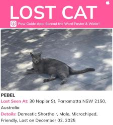 Lost Male Cat last seen Napier street .Parramatta , Parramatta, NSW 2150
