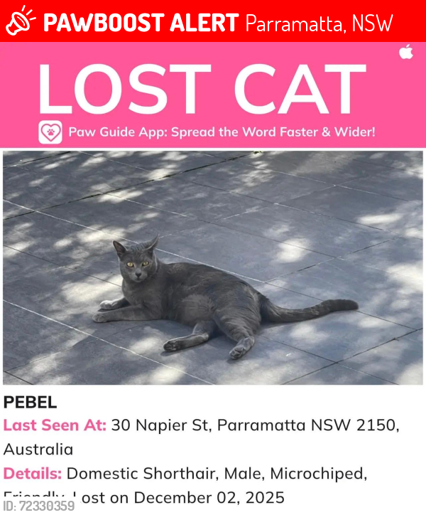 Lost Male Cat last seen Napier street .Parramatta , Parramatta, NSW 2150