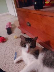 Found/Stray Female Cat last seen Near & Prince Way Centreville va, Centreville, VA 20120