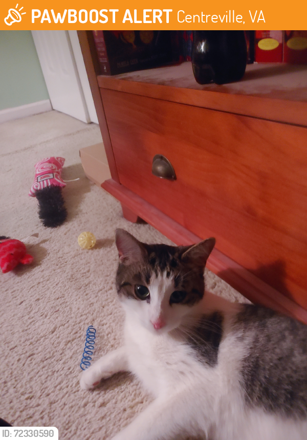 Found/Stray Female Cat last seen Near & Prince Way Centreville va, Centreville, VA 20120
