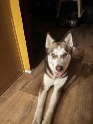 Lost Female Dog last seen Egg and I rd and Center , Chimacum, WA 98325