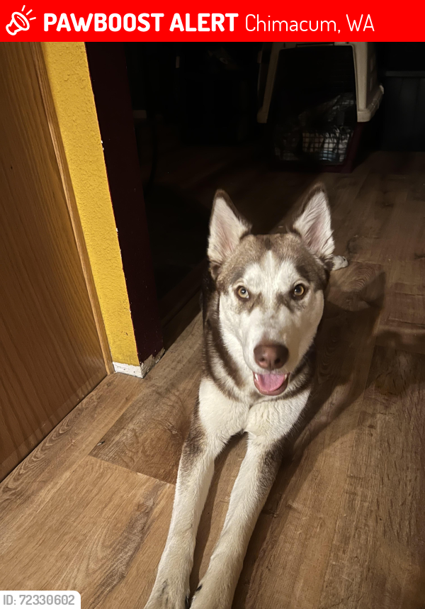 Lost Female Dog last seen Egg and I rd and Center , Chimacum, WA 98325