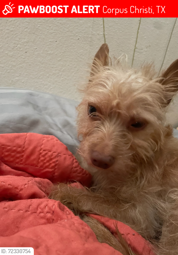 Lost Male Dog last seen Surfside and timmoñ blvd, Corpus Christi, TX 78402