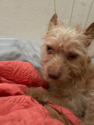 Lost Male Dog last seen Surfside and timmoñ blvd, Corpus Christi, TX 78402