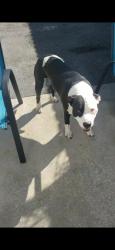 Lost Male Dog last seen Near nw 213 st, Miami Gardens, FL 33056