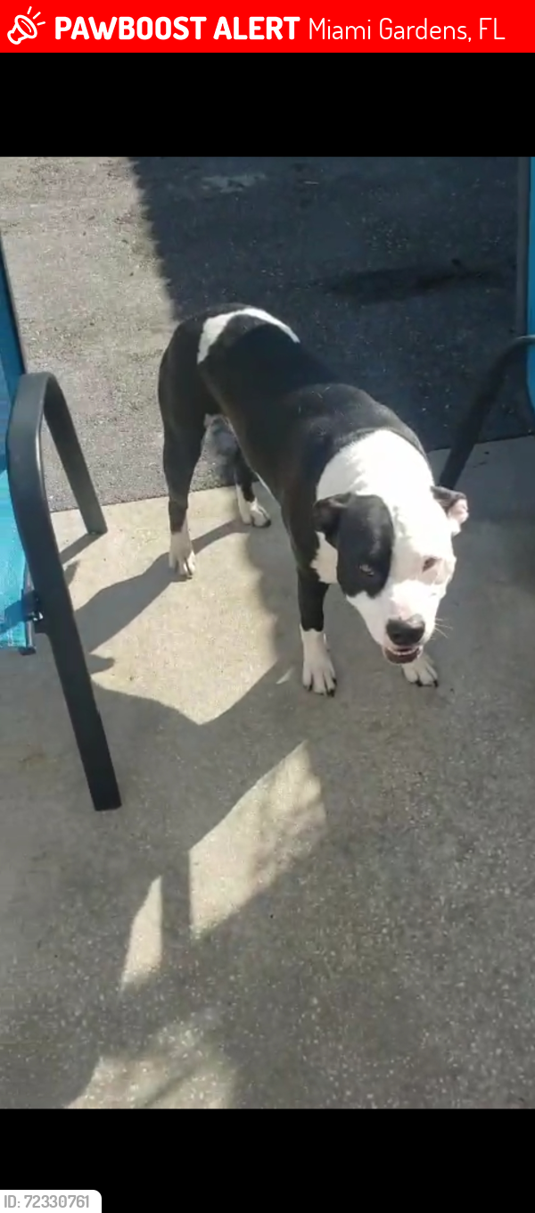 Lost Male Dog last seen Near nw 213 st, Miami Gardens, FL 33056