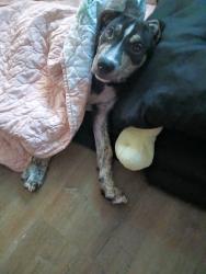 Lost Male Dog last seen Flanigan , Redding, CA 96089