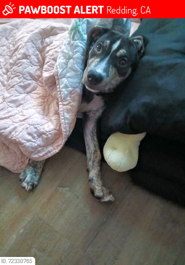 Lost Male Dog last seen Flanigan , Redding, CA 96089
