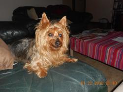 Lost Female Dog last seen pebbleridge ct, Lakeside, FL 32065