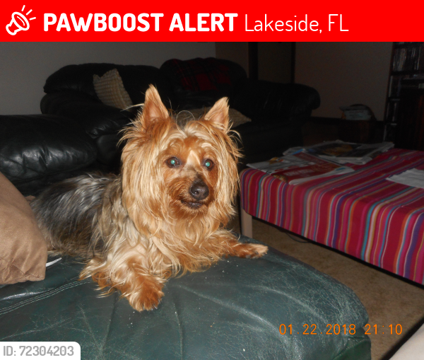 Lost Female Dog last seen pebbleridge ct, Lakeside, FL 32065