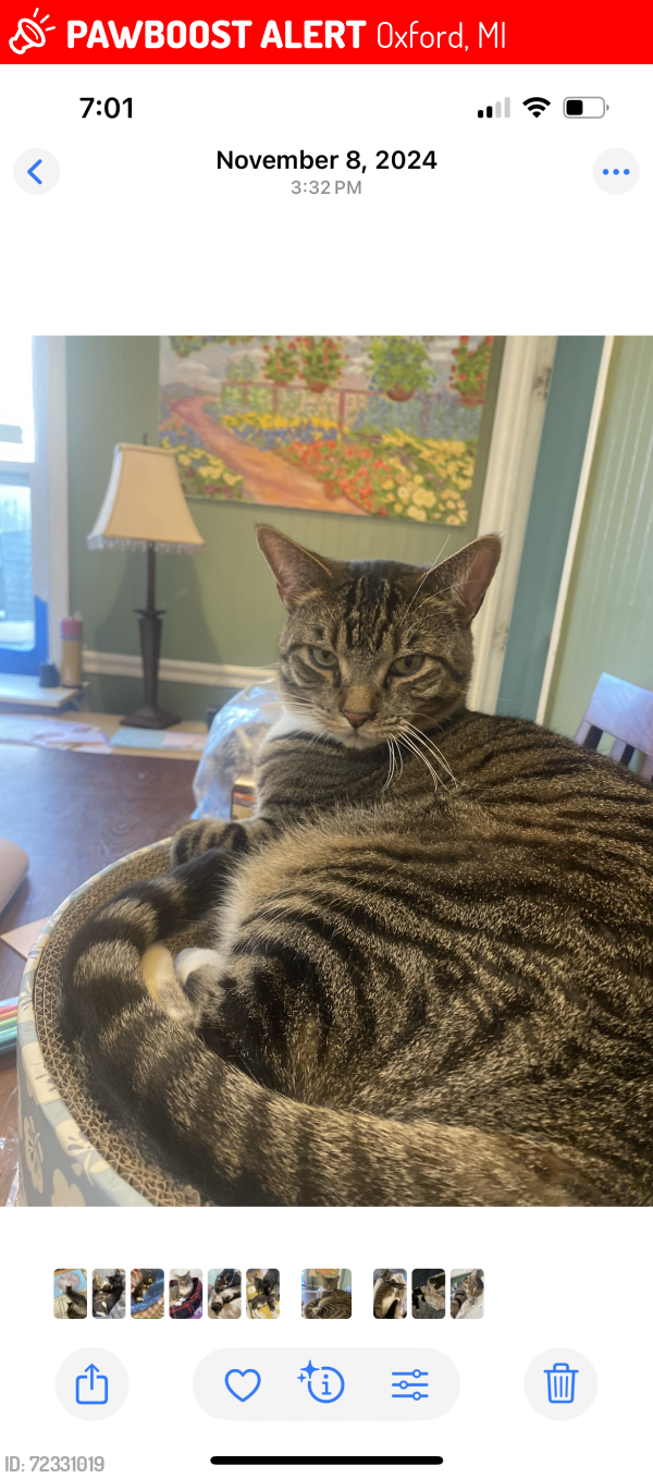 Lost Male Cat last seen Lapeer road and drainer, Oxford, MI 48371