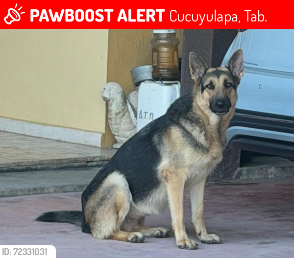 Lost Female Dog last seen Carretera Samaria-Cunduacán, Cucuyulapa, Tab. 
