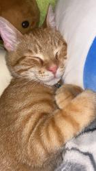 Lost Male Cat last seen Business 321, Lenoir, NC 28645