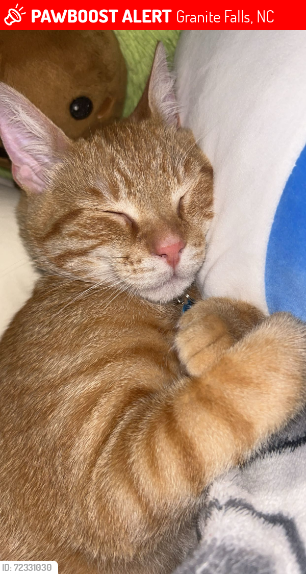 Lost Male Cat last seen Business 321, Lenoir, NC 28645