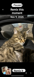 Lost Male Cat last seen Near e 46th ave 1block off Havana and Glen Rose and also 1 block off Havana before glen rose Morrill and  East sumac drive a block and a half down the street from Ben burr Park off of Havana, Spokane, WA 99223