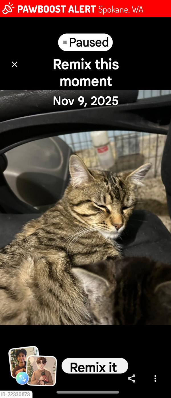 Lost Male Cat last seen Near e 46th ave 1block off Havana and Glen Rose and also 1 block off Havana before glen rose Morrill and East sumac drive a block and a half down the street from Ben burr Park off of Havana, Spokane, WA 99223