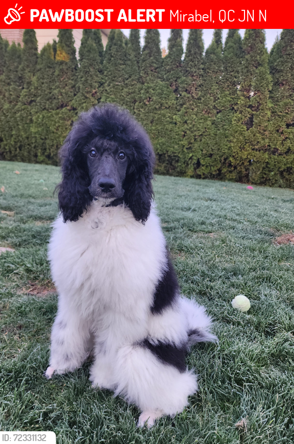 Lost Female Dog last seen St-Jean Baptist, Mirabel, QC J7N 2N4