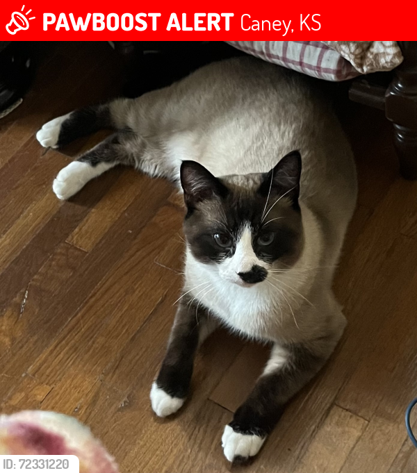 Lost Male Cat last seen Wood & 2nd St, Caney, KS 67333
