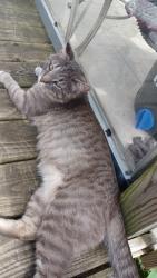 Lost Male Cat last seen Washington and Cedar, Lansing, MI 48910