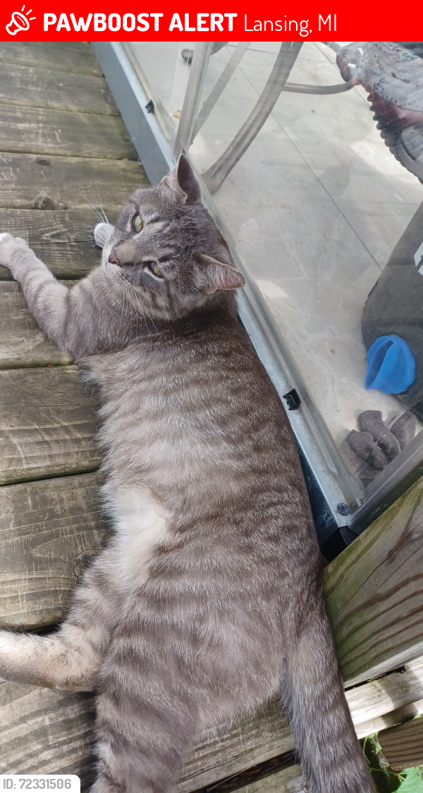 Lost Male Cat last seen Washington and Cedar, Lansing, MI 48910