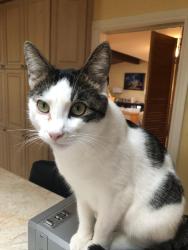 Lost Male Cat last seen Days rd gananoque Ontario canada, Gananoque, ON K7G 2V4