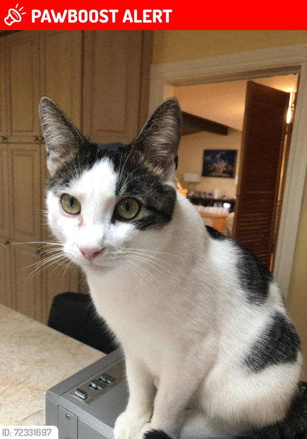 Lost Male Cat last seen Days rd gananoque Ontario canada, Gananoque, ON K7G 2V4