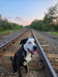Lost Male Dog last seen Evergreen Park Northwest , Edmonton, AB T5Y 4M2