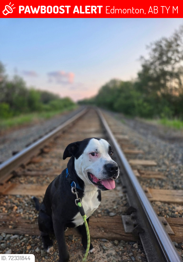 Lost Male Dog last seen Evergreen Park Northwest , Edmonton, AB T5Y 4M2