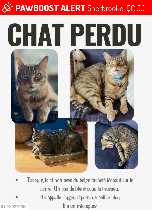 Lost Male Cat last seen Montcalm school Sherbrooke , Sherbrooke, QC J1J