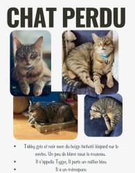 Lost Male Cat last seen Montcalm school Sherbrooke , Sherbrooke, QC J1J