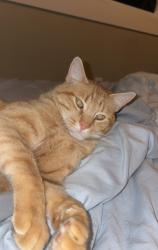 Lost Male Cat last seen Lakes of Hunters Glen, Kansas City, MO 64157
