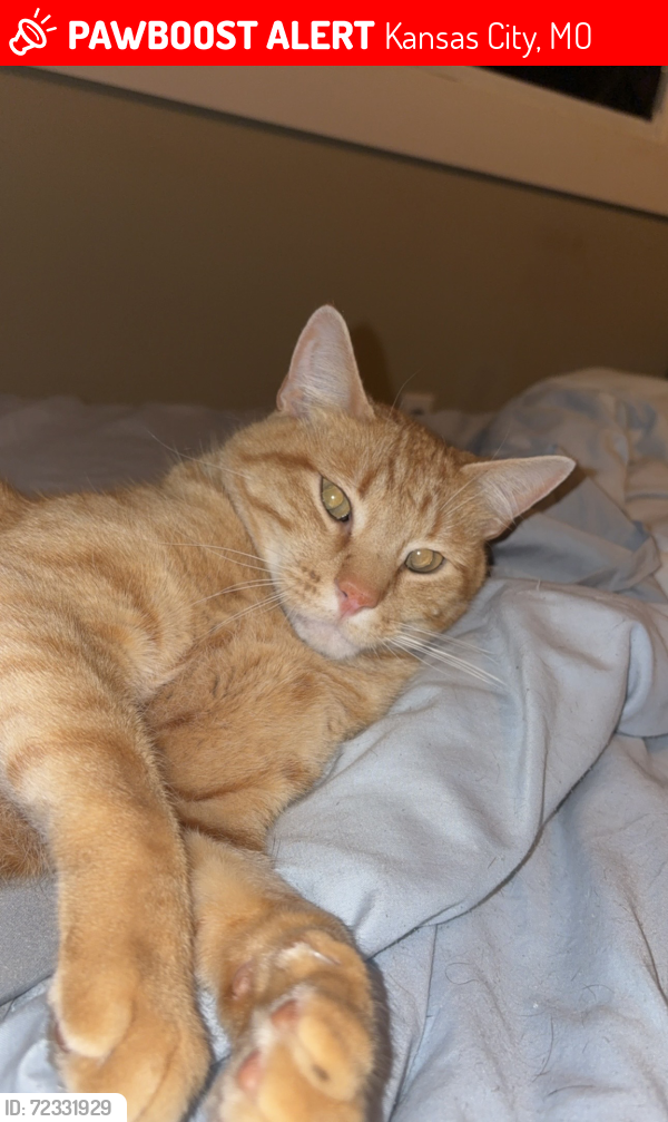 Lost Male Cat last seen Lakes of Hunters Glen, Kansas City, MO 64157