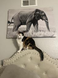 Lost Female Cat last seen La Mesa , Henderson, NV 89014