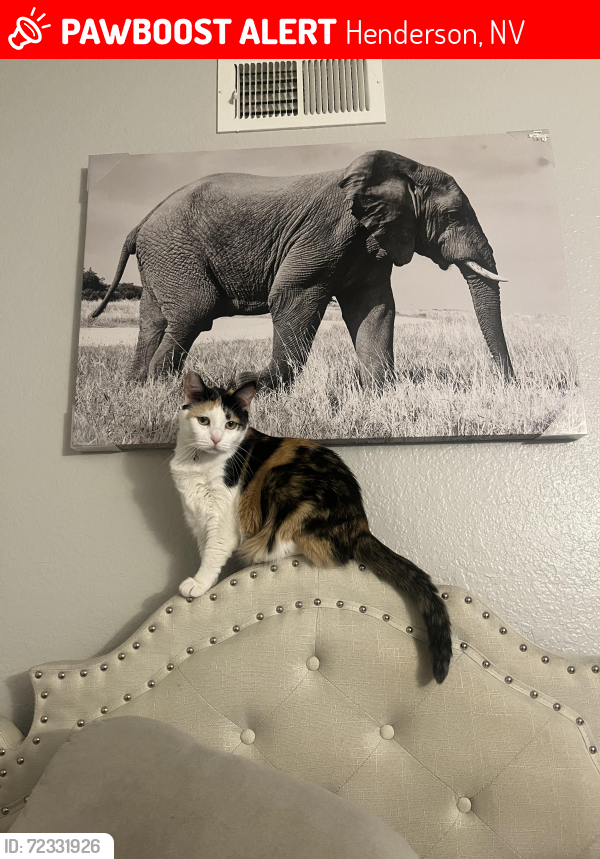 Lost Female Cat last seen La Mesa , Henderson, NV 89014