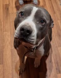 Lost Male Dog last seen Four Oaks Elementary , Four Oaks, NC 27524