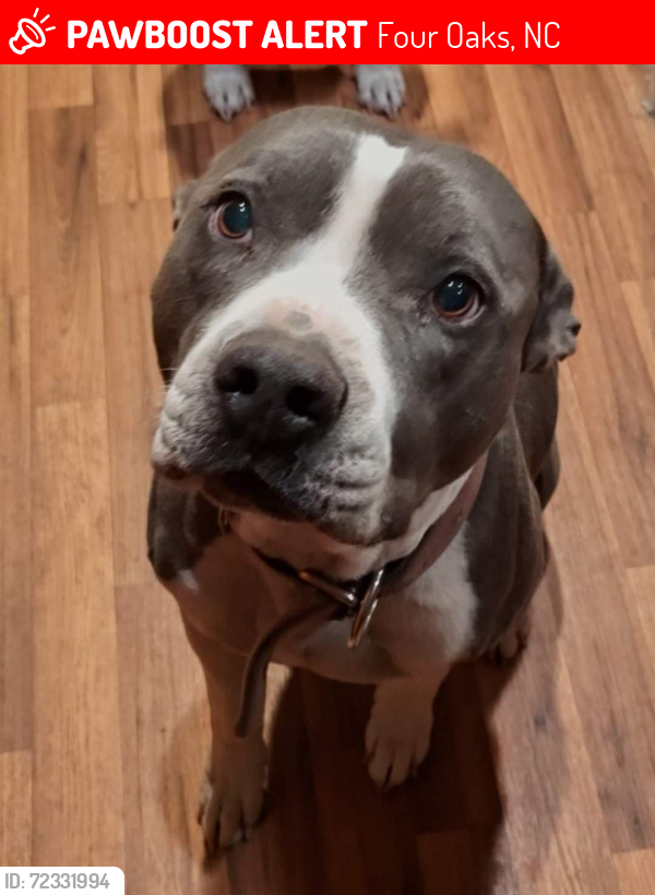 Lost Male Dog last seen Four Oaks Elementary , Four Oaks, NC 27524